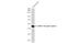 Gamma-Aminobutyric Acid Type A Receptor Alpha6 Subunit antibody, GTX130947, GeneTex, Western Blot image 