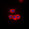 Casein Kinase 1 Gamma 1 antibody, GTX55230, GeneTex, Immunofluorescence image 