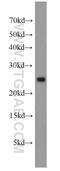 Glyoxalase I antibody, 15140-1-AP, Proteintech Group, Western Blot image 