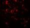 Adhesion Molecule With Ig Like Domain 1 antibody, NBP2-81780, Novus Biologicals, Immunocytochemistry image 