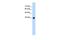 Gamma-Aminobutyric Acid Type A Receptor Gamma2 Subunit antibody, PA5-41086, Invitrogen Antibodies, Western Blot image 