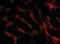 TNF Receptor Superfamily Member 12A antibody, orb86802, Biorbyt, Immunofluorescence image 