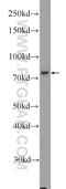 THO Complex 5 antibody, 14862-1-AP, Proteintech Group, Western Blot image 