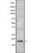 Interleukin 17F antibody, abx216193, Abbexa, Western Blot image 