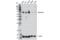 FIP2 antibody, 58981S, Cell Signaling Technology, Western Blot image 