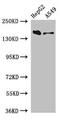 DOT1 Like Histone Lysine Methyltransferase antibody, CSB-PA848418LA01HU, Cusabio, Western Blot image 