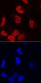 PC4 And SFRS1 Interacting Protein 1 antibody, AF3468, R&D Systems, Immunofluorescence image 