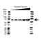 Albumin antibody, VMA00071, Bio-Rad (formerly AbD Serotec) , Western Blot image 