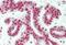General Transcription Factor IIi antibody, MBS248025, MyBioSource, Immunohistochemistry paraffin image 