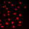 CAMP Responsive Element Binding Protein 1 antibody, orb213776, Biorbyt, Immunofluorescence image 