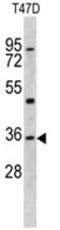 Cpbp antibody, AP17520PU-N, Origene, Western Blot image 