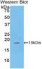 Glutathione Peroxidase 4 antibody, LS-C294246, Lifespan Biosciences, Western Blot image 