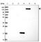 DExH-Box Helicase 29 antibody, NBP1-85271, Novus Biologicals, Western Blot image 