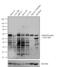 Opioid Receptor Mu 1 antibody, 44-308G, Invitrogen Antibodies, Western Blot image 