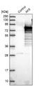 Adenylate Kinase 5 antibody, NBP1-89453, Novus Biologicals, Western Blot image 