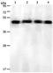 KISS1R antibody, PA5-49719, Invitrogen Antibodies, Western Blot image 