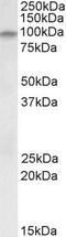 Dystroglycan 1 antibody, PA5-19323, Invitrogen Antibodies, Western Blot image 