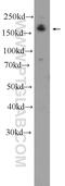 Death Associated Protein Kinase 1 antibody, 25136-1-AP, Proteintech Group, Western Blot image 