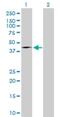 FAS antibody, H00002194-M01, Novus Biologicals, Western Blot image 