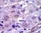 Ret Proto-Oncogene antibody, PA5-14722, Invitrogen Antibodies, Immunohistochemistry frozen image 