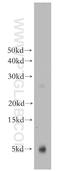 CAMP-Dependent Protein Kinase Inhibitor Gamma antibody, 21371-1-AP, Proteintech Group, Western Blot image 