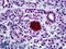 Insulin antibody, LS-B5153, Lifespan Biosciences, Immunohistochemistry frozen image 
