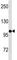 Insulin Receptor antibody, F52119-0.4ML, NSJ Bioreagents, Western Blot image 