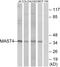 Microtubule Associated Serine/Threonine Kinase Family Member 4 antibody, LS-C118669, Lifespan Biosciences, Western Blot image 