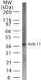 Ankyrin Repeat And SOCS Box Containing 11 antibody, NB100-56640, Novus Biologicals, Western Blot image 