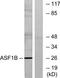 Anti-Silencing Function 1B Histone Chaperone antibody, TA315602, Origene, Western Blot image 
