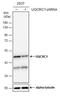 Ubiquinol-Cytochrome C Reductase Core Protein 1 antibody, NBP2-43597, Novus Biologicals, Western Blot image 