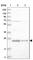 VHL Binding Protein 1 antibody, HPA023230, Atlas Antibodies, Western Blot image 