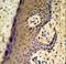 MAF BZIP Transcription Factor F antibody, LS-C163967, Lifespan Biosciences, Immunohistochemistry frozen image 