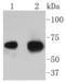 Apoptosis Inducing Factor Mitochondria Associated 1 antibody, NBP2-67366, Novus Biologicals, Western Blot image 