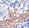 Phosphatidylinositol-4-Phosphate 5-Kinase Type 1 Gamma antibody, LS-C101115, Lifespan Biosciences, Immunohistochemistry frozen image 