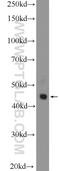 Galectin 9 antibody, 17938-1-AP, Proteintech Group, Western Blot image 