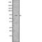 Syntaxin Binding Protein 4 antibody, abx218813, Abbexa, Western Blot image 