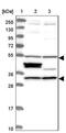BICD Family Like Cargo Adaptor 2 antibody, NBP1-90963, Novus Biologicals, Western Blot image 