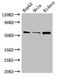 Chromatin Licensing And DNA Replication Factor 1 antibody, orb48010, Biorbyt, Western Blot image 
