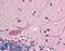 Ring Finger Protein 25 antibody, LS-B418, Lifespan Biosciences, Immunohistochemistry paraffin image 