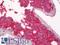 Vinculin antibody, LS-B12145, Lifespan Biosciences, Immunohistochemistry frozen image 