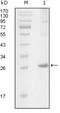IL2 Inducible T Cell Kinase antibody, NBP1-28893, Novus Biologicals, Western Blot image 