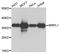 Mitochondrial Ribosomal Protein L1 antibody, A13806, Boster Biological Technology, Western Blot image 