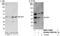 Axin Interactor, Dorsalization Associated antibody, NBP1-78207, Novus Biologicals, Western Blot image 