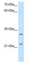 ES1 protein homolog, mitochondrial antibody, NBP1-80552, Novus Biologicals, Western Blot image 