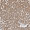 Fumarate Hydratase antibody, NBP1-89815, Novus Biologicals, Immunohistochemistry paraffin image 