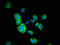 Target Of Myb1 Membrane Trafficking Protein antibody, LS-C671676, Lifespan Biosciences, Immunofluorescence image 