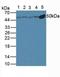 Tubulin antibody, LS-C663104, Lifespan Biosciences, Western Blot image 