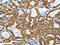 Keratin 40 antibody, CSB-PA268168, Cusabio, Immunohistochemistry frozen image 