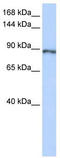 Calpain 15 antibody, TA343546, Origene, Western Blot image 